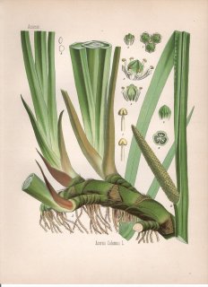 1887ǯ 顼ѿʪ 祦ֲ 祦° 祦 Acorus calamus L