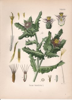 1887年 ケーラーの薬用植物 キク科 サントリソウ属 サントリソウ Cnicus benedictus L