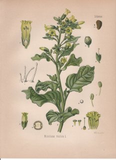 1887ǯ 顼ѿʪ ʥ Х° ޥХХ Nicotiana rustica L