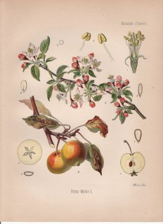 1887年 ケーラーの薬用植物 バラ科 リンゴ属 リンゴ Pirus malus L