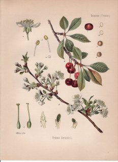 1887年 ケーラーの薬用植物 バラ科 サクラ属 スミミザクラ Prunus cerasus L サクランボ