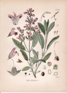 1887ǯ 顼ѿʪ  °  Salvia officinalis L