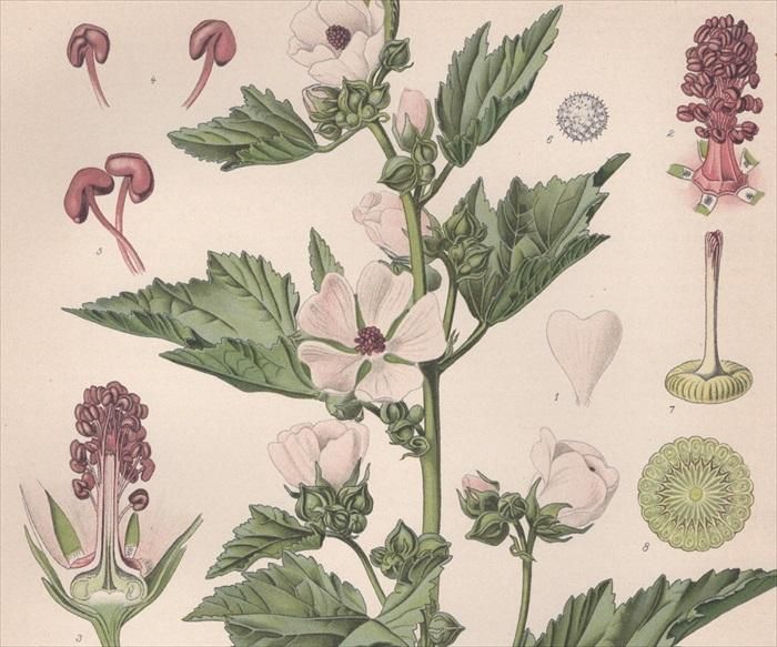 世界薬用植物百科事典 Amazon.co.jp: 世界薬用植物百科事典 : アンドリュー