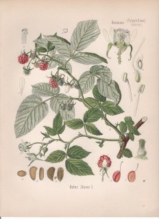 1887ǯ 顼ѿʪ Х ° 衼åѥ Rubus idaeus L