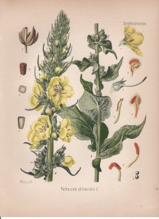 1887ǯ 顼ѿʪ ޥΥϥ ⥦° Verbascum phlomoides L