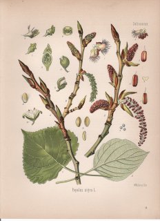1887ǯ 顼ѿʪ ʥ ޥʥ饷° 襦ϥʥ Populus nigra L