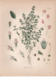 1887ǯ 顼ѿʪ  ֥㥳° 㥳 Thymus vulgaris L