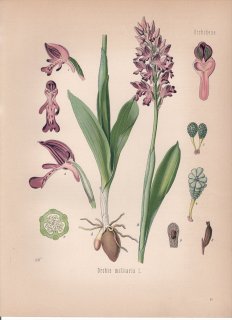 1887年 ケーラーの薬用植物 ラン科 オルキス属 ミリタリーオーキッド Orchis militaris L