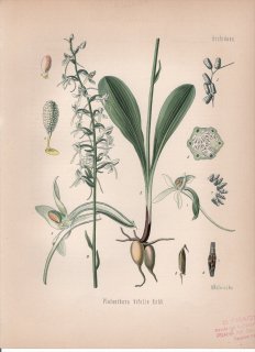 1887年 ケーラーの薬用植物 ラン科 ツレサギソウ属 Platanthera bifolia Rchb