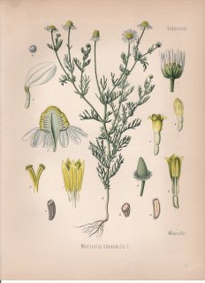 1887年 ケーラーの薬用植物 キク科 シカギク属 カモミール Matricaria chamomilla L