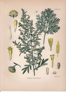 1887年 ケーラーの薬用植物 キク科 ヨモギ属 ニガヨモギ Artemisia absinthium L