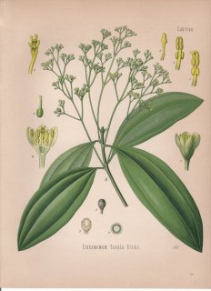 1887ǯ 顼ѿʪ Υ ˥å° ʥ˥å Cinnamomum cassia Blume