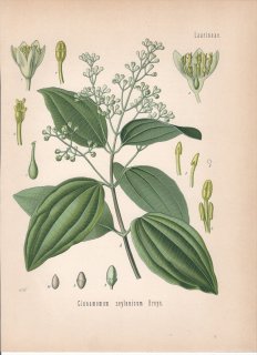 1887ǯ 顼ѿʪ Υ ˥å° ˥å Cinnamomum zeylanicum Breyn