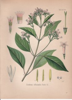 1887ǯ 顼ѿʪ Ͳ ʥΥ° Cinchona officinalis Hook.fil