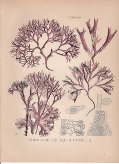 1887ǯ 顼ѿʪ Υ ϥĥΥޥ Chondrus crispus ĥΥ ܥΥ° Gigartina mamillosa