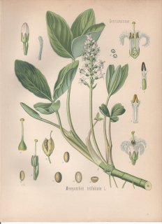 1890ǯ 顼ѿʪ ߥĥ ߥĥ° ߥĥ Menyanthes trifoliata L
