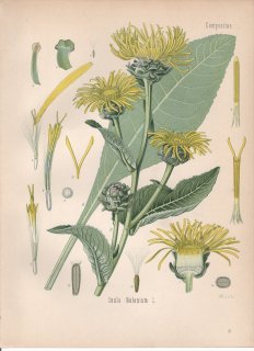 1890年 ケーラーの薬用植物 キク科 オグルマ属 オオグルマ Inula helenium L