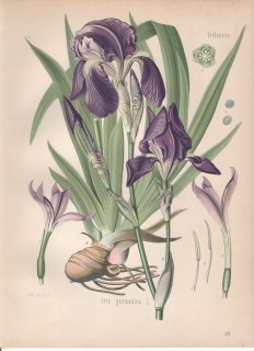 1890年 ケーラーの薬用植物 アヤメ科 アヤメ属 ドイツアヤメ Iris germanica L ジャーマンアイリス