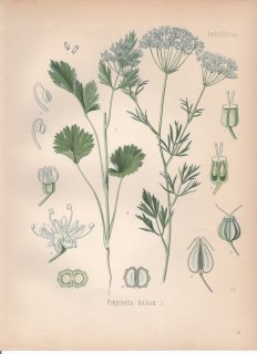 1890ǯ 顼ѿʪ  ߥĥХ° ˥ Pimpinella anisum L