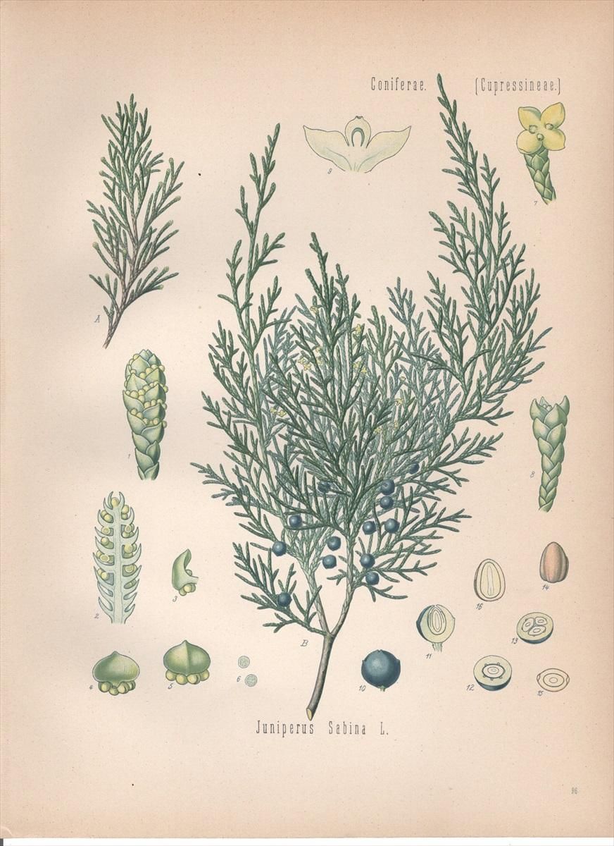 1890年 ケーラーの薬用植物 ヒノキ科 ビャクシン属 Juniperus