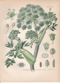 1890年 ケーラーの薬用植物 セリ科 シシウド属 セイヨウトウキ Archangelica officinalis Hoffm
