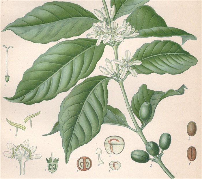 1890年 ケーラーの薬用植物 アカネ科 コーヒーノキ属 アラビカコーヒーノキ Coffea arabica L - アンティークプリント 博物画  ボタニカルアートの通販サイト Spirito di Artigiano