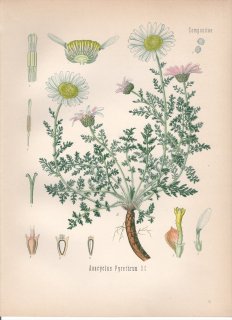 1890ǯ 顼ѿʪ  ʥ륹° Anacyclus pyrethrum D.C