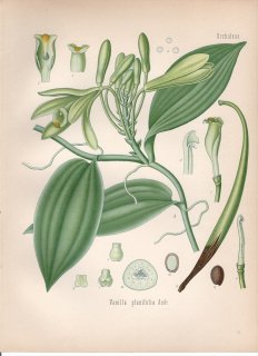 1890年 ケーラーの薬用植物 ラン科 バニラ属 バニラ Vanilla planifolia Andr