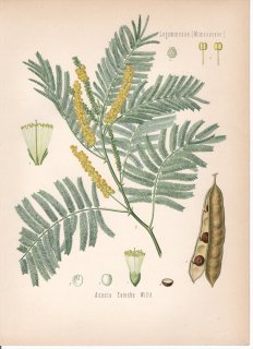 1890ǯ 顼ѿʪ ޥ ͥꥢ° 䥯Υ Acacia catechu Willd