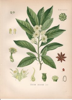 1890ǯ 顼ѿʪ ޥĥ֥ °  Illicium anisatum Lour