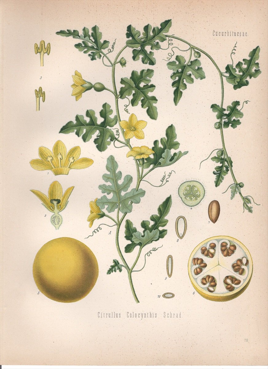 1890年 ケーラーの薬用植物 ウリ科 スイカ属 コロシントウリ Citrullus colocynthis Schrad - アンティークプリント  博物画 ボタニカルアートの通販サイト Spirito di Artigiano