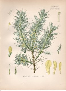 1890ǯ 顼ѿʪ ޥ ° ȥ饬ȥΥ Astragalus adscendens Boiss