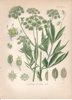 1890ǯ 顼ѿʪ  쥦ƥ° ١ Levisticum officinale Koch