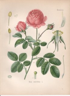 1890年 ケーラーの薬用植物 バラ科 バラ属 ロサ・ケンティフォリア Rosa centifolia L