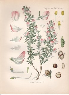 1890年 ケーラーの薬用植物 マメ科 ハリモクシュク属 ハリモクシュク Ononis spinosa L