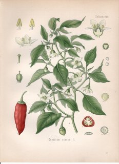1890年 ケーラーの薬用植物 ナス科 トウガラシ属 トウガラシ Capsicum annuum L