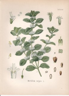 1890年 ケーラーの薬用植物 シソ科 ニガハッカ属 ニガハッカ Marrubium vulgare L