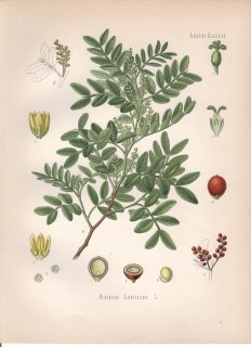 1890年 ケーラーの薬用植物 ウルシ科 カイノキ属 マスチックノキ Pistacia lentiscus L