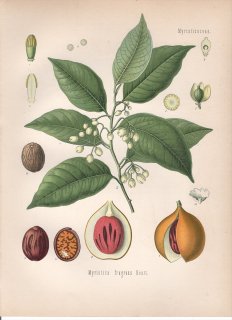 1890年 ケーラーの薬用植物 ニクズク科 ニクズク属 ニクズク Myristica fragrans Houtt