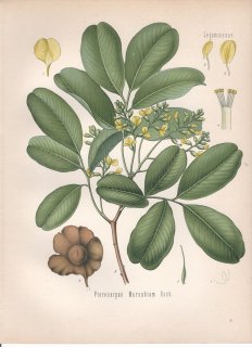 1890年 ケーラーの薬用植物 マメ科 プテロカルプス属 Pterocarpus marsubium Roxb