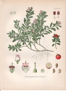 1890ǯ 顼ѿʪ ĥĥ ޥ° ޥ Arctostaphylos uva ursi Sprengel