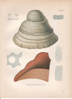 1890年 ケーラーの薬用植物 サルノコシカケ科 ツリガネタケ属 ツリガネタケ Polyporus fomentarius Fries