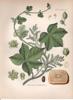 1890年 ケーラーの薬用植物 ツヅラフジ科 ヤテオリザ属 コロンボ Jateorrhiza calumba Miers