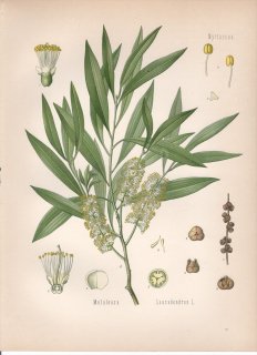 1890ǯ 顼ѿʪ եȥ 쥦° ץ Melaleuca leucadendron L