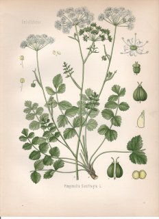 1890年 ケーラーの薬用植物 セリ科 ミツバグサ属 Pimpinella saxifragra L