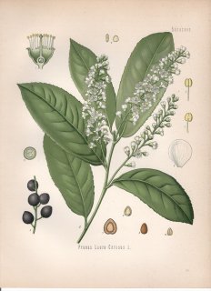 1890年 ケーラーの薬用植物 バラ科 サクラ属 セイヨウバクチノキ Prunus lauro-cerasus L