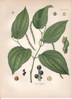1890年 ケーラーの薬用植物 コショウ科 コショウ属 コショウ Piper nigrum L
