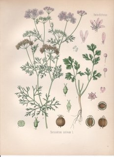 1890年 ケーラーの薬用植物 セリ科 コエンドロ属 コリアンダー Coriandrum sativum L