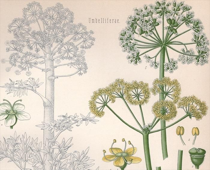 1890年 ケーラーの薬用植物 セリ科 オオウイキョウ属 アサ 1890年 ケーラーの薬用植物 セリ科 オオウイキョウ属 アサ