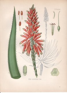 1890年 ケーラーの薬用植物 ツルボラン科 アロエ属 Aloe socotrina Lam 多肉植物